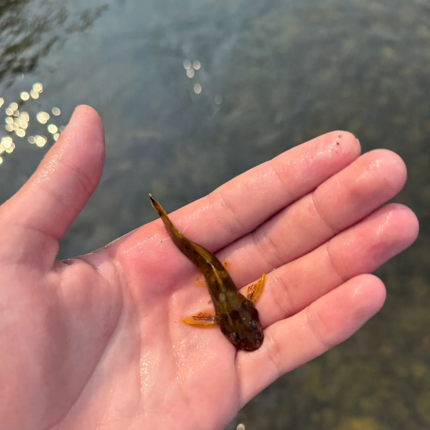The most recent Tadpole madtom catches on Fishbrain