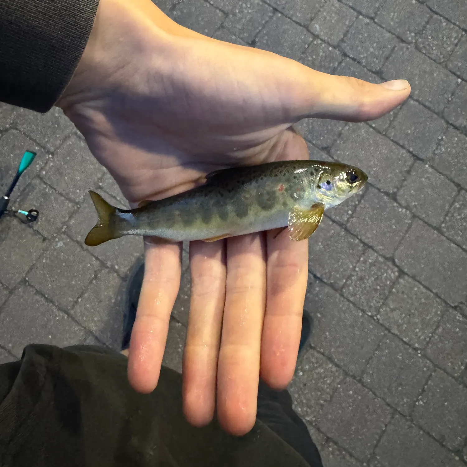 Atlantic salmon caught on Fishbrain