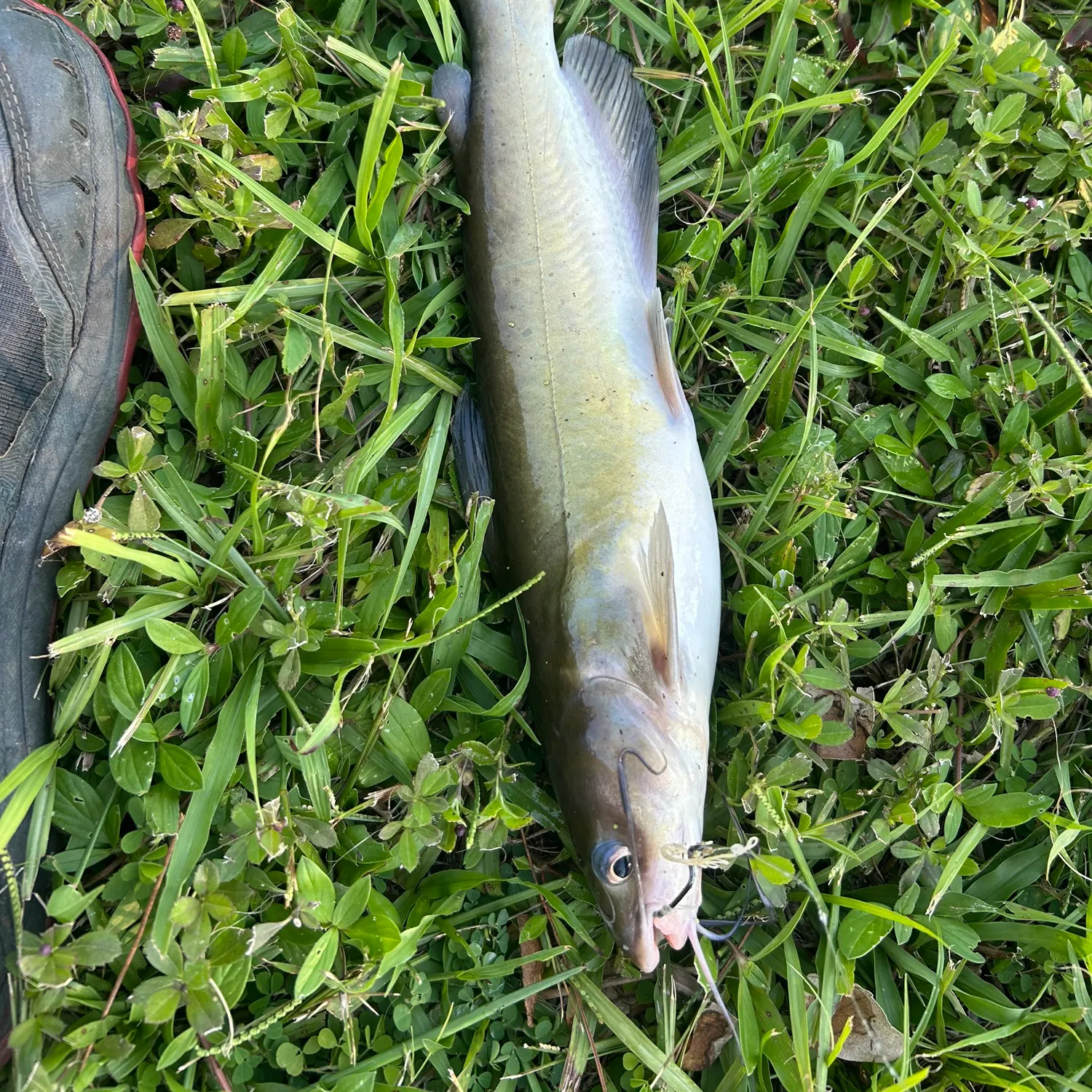 Channel catfish caught on Fishbrain