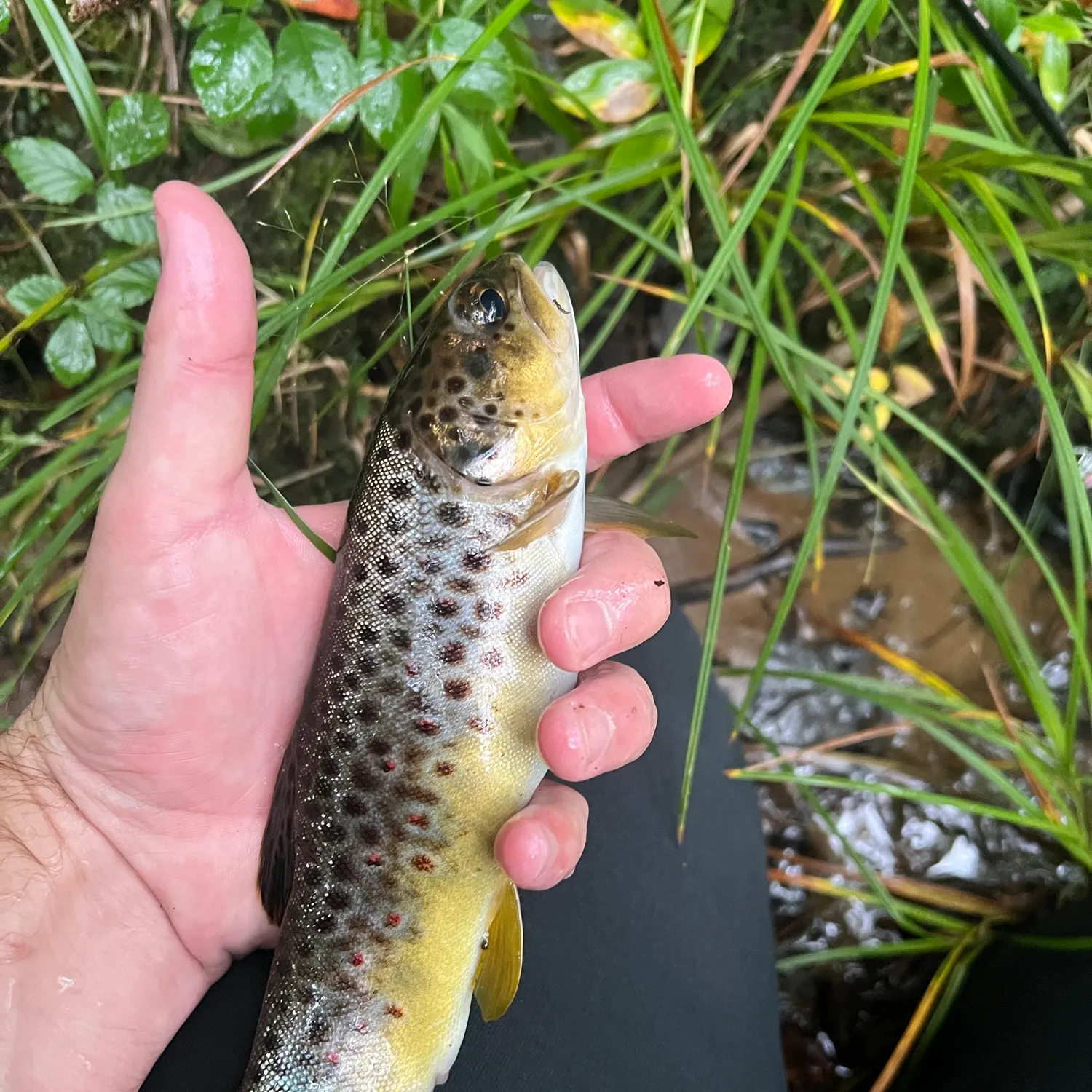 Brown trout caught on Fishbrain