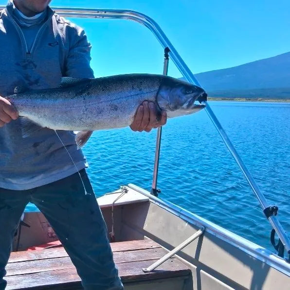 The most recent Great basin redband trout catches on Fishbrain
