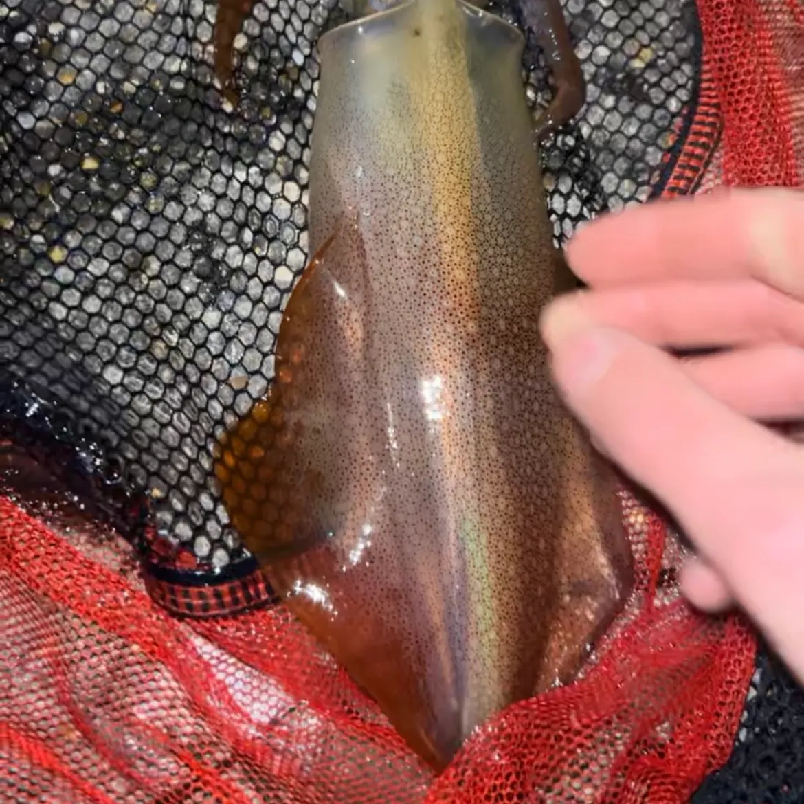 The most recent Gould's squid catches on Fishbrain