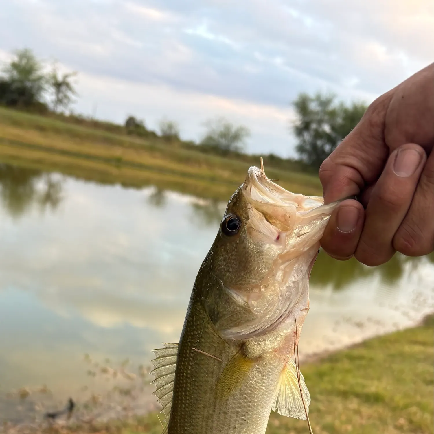 Fish caught on Fishbrain