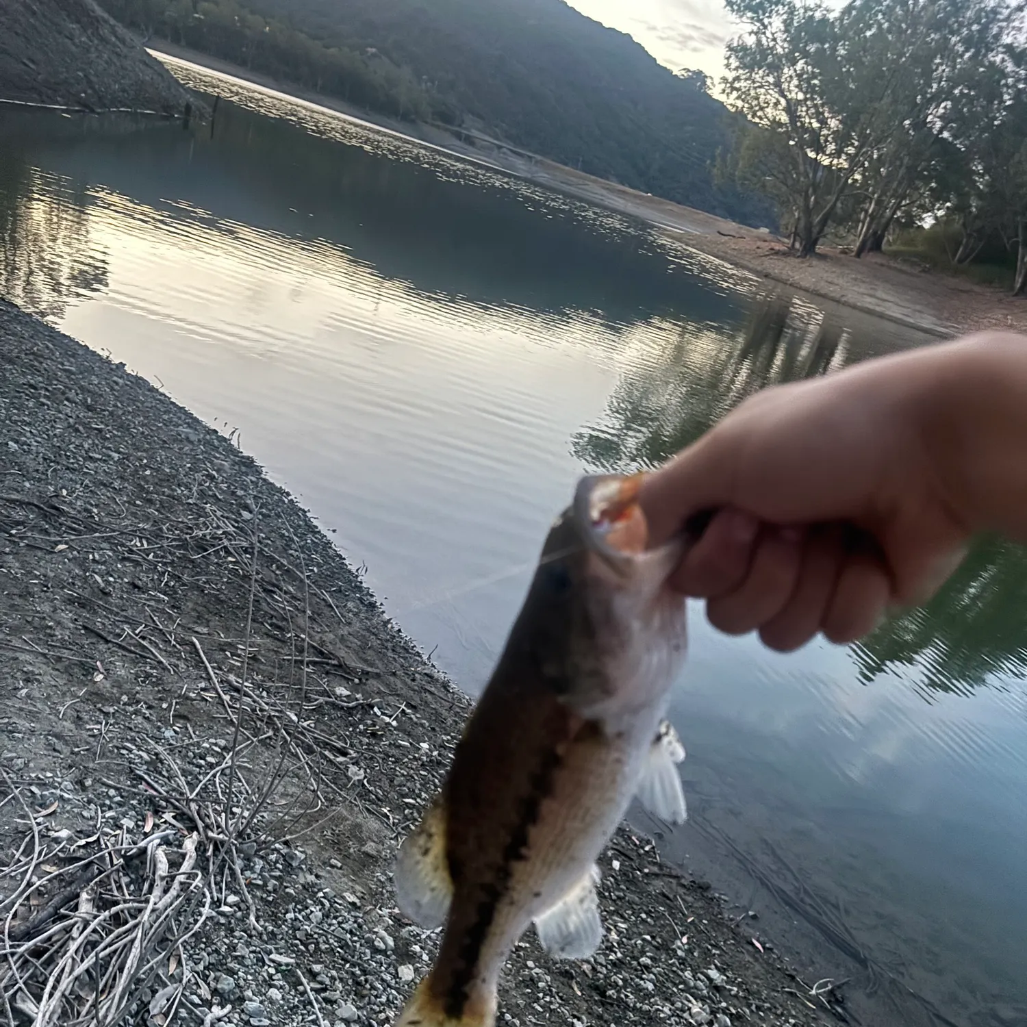 Spotted bass caught on Fishbrain