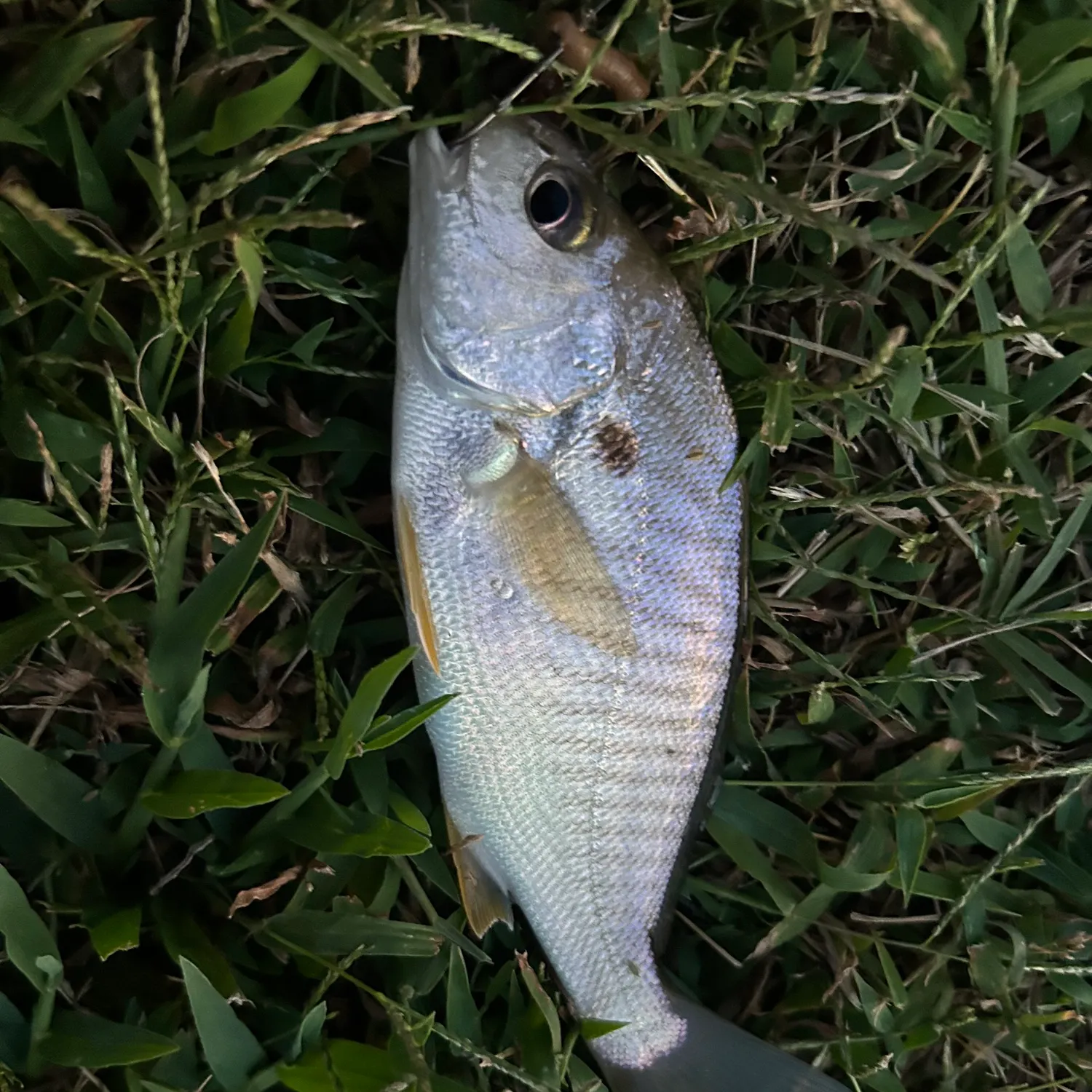 Spot croaker caught on Fishbrain