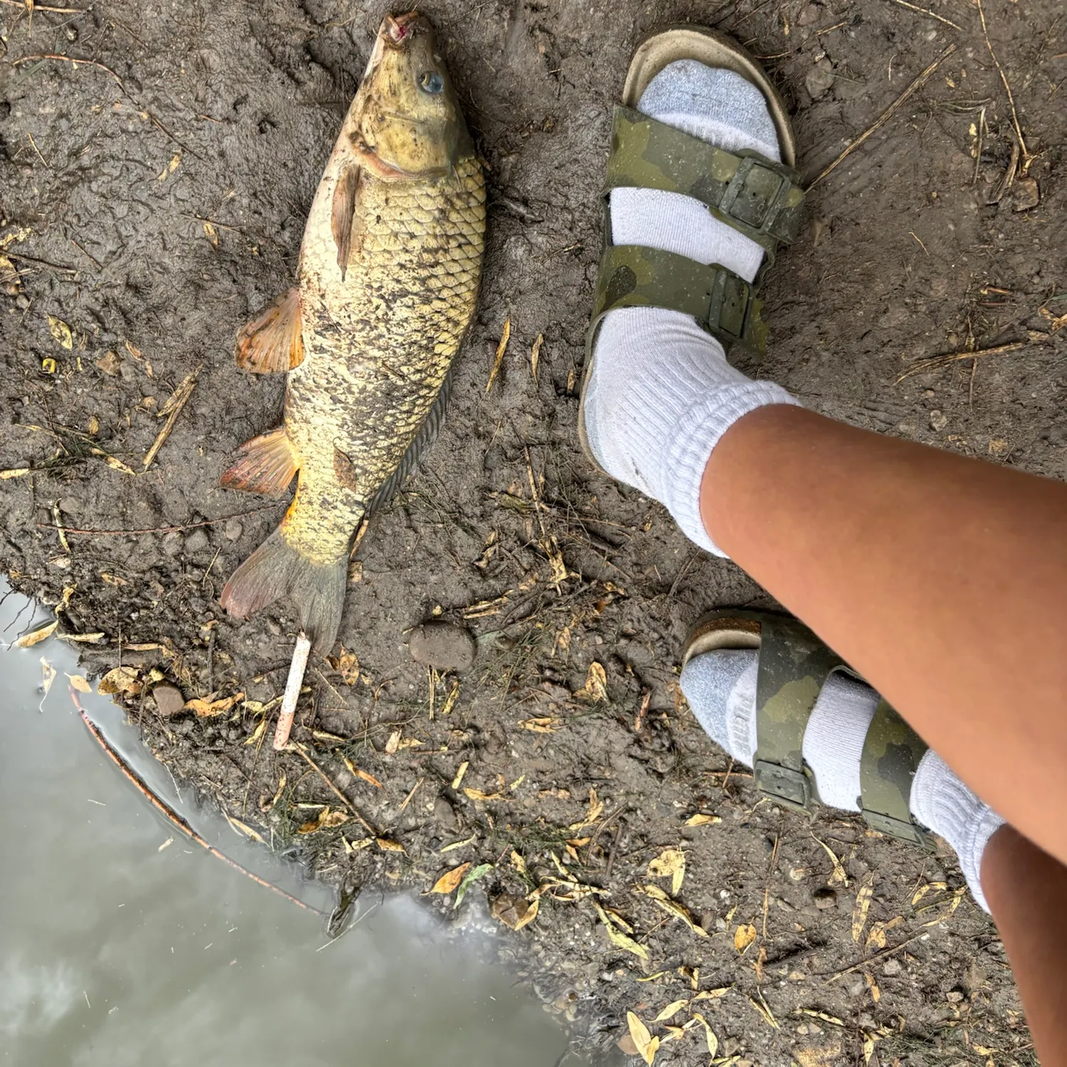 The most recent Common carp catches on Fishbrain