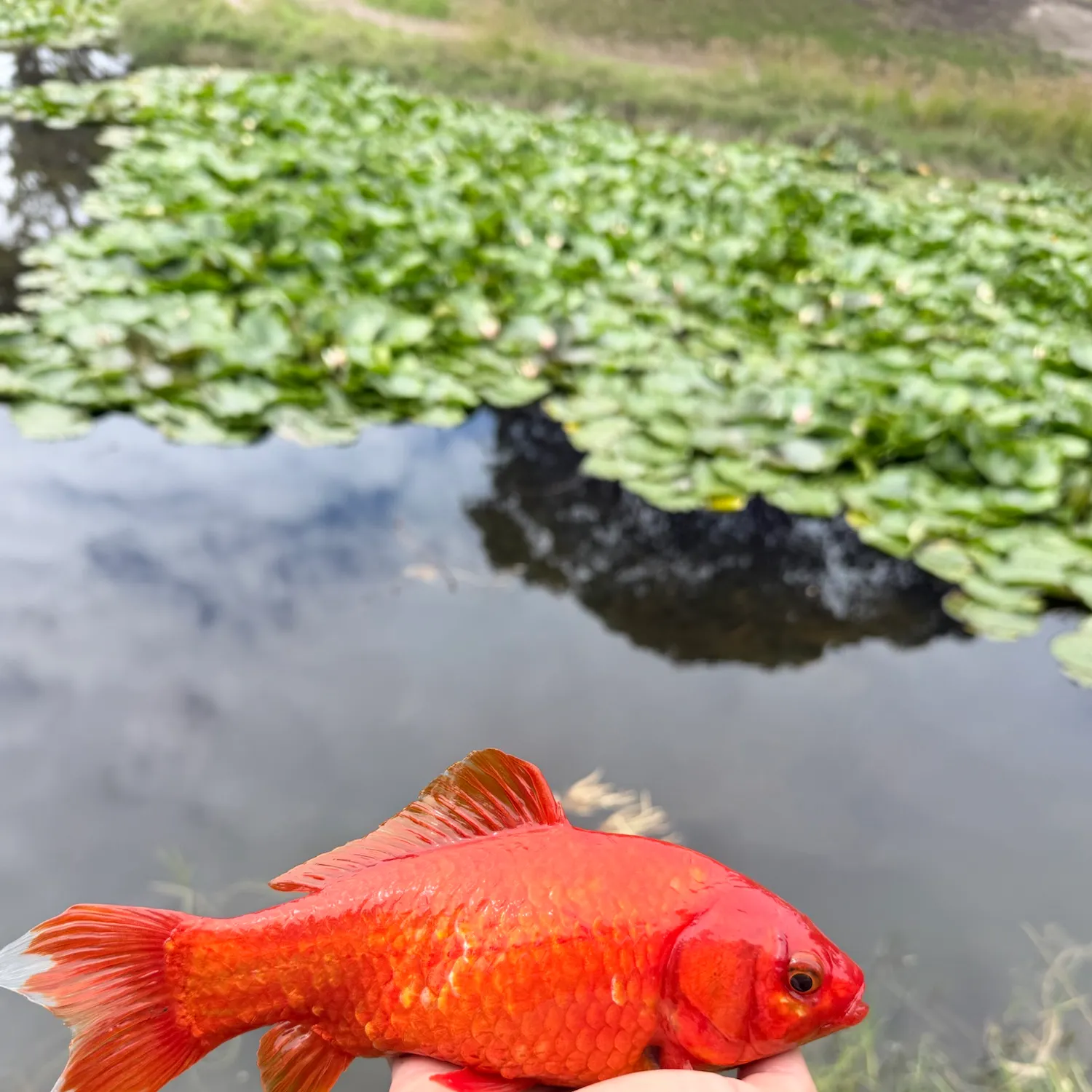 Goldfish caught on Fishbrain