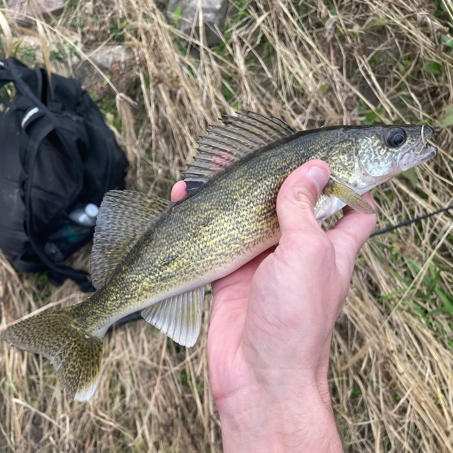 Walleye caught on Fishbrain