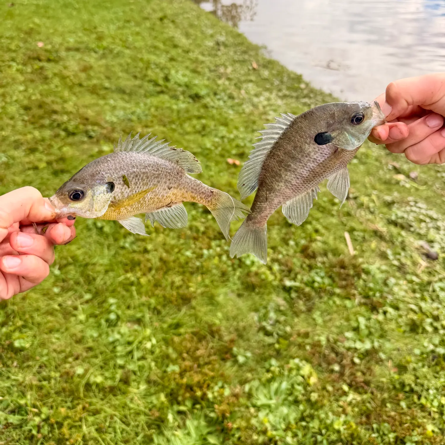 Bluegill caught on Fishbrain