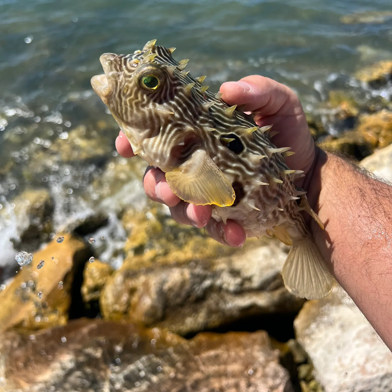 The most recent Reticulated pufferfish catches on Fishbrain