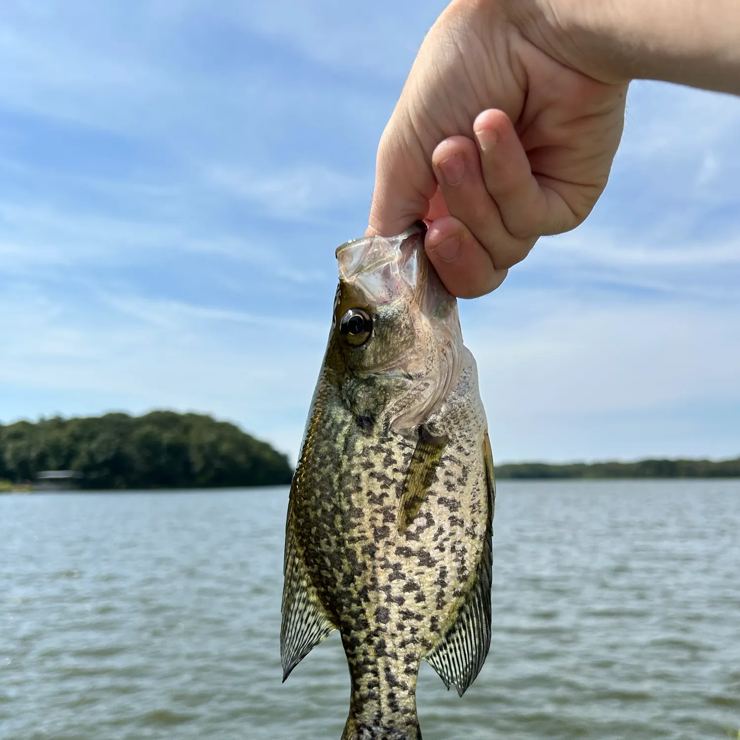 Black crappie caught on Fishbrain