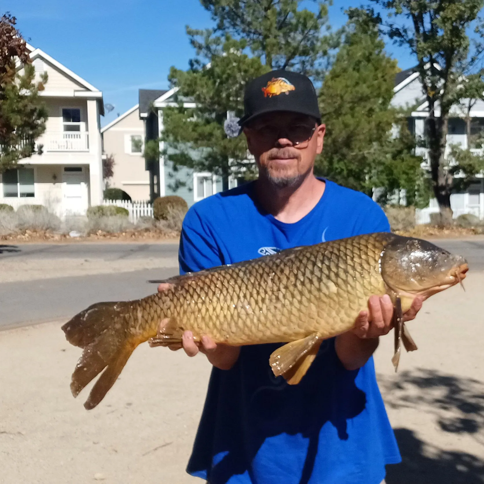 Common carp caught on Fishbrain
