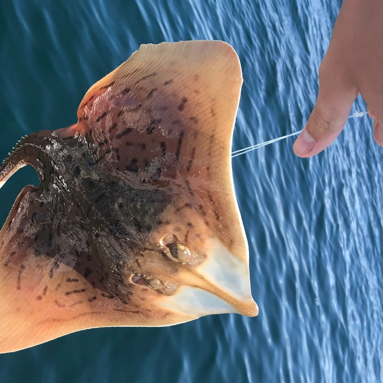 The most recent Clearnose skate catches on Fishbrain