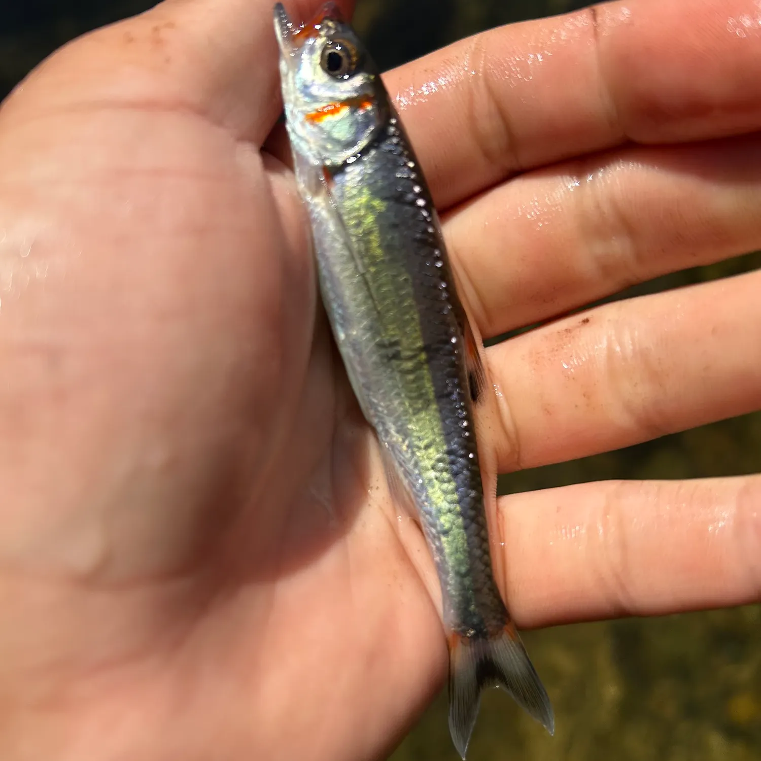 The most recent Warpaint shiner catches on Fishbrain