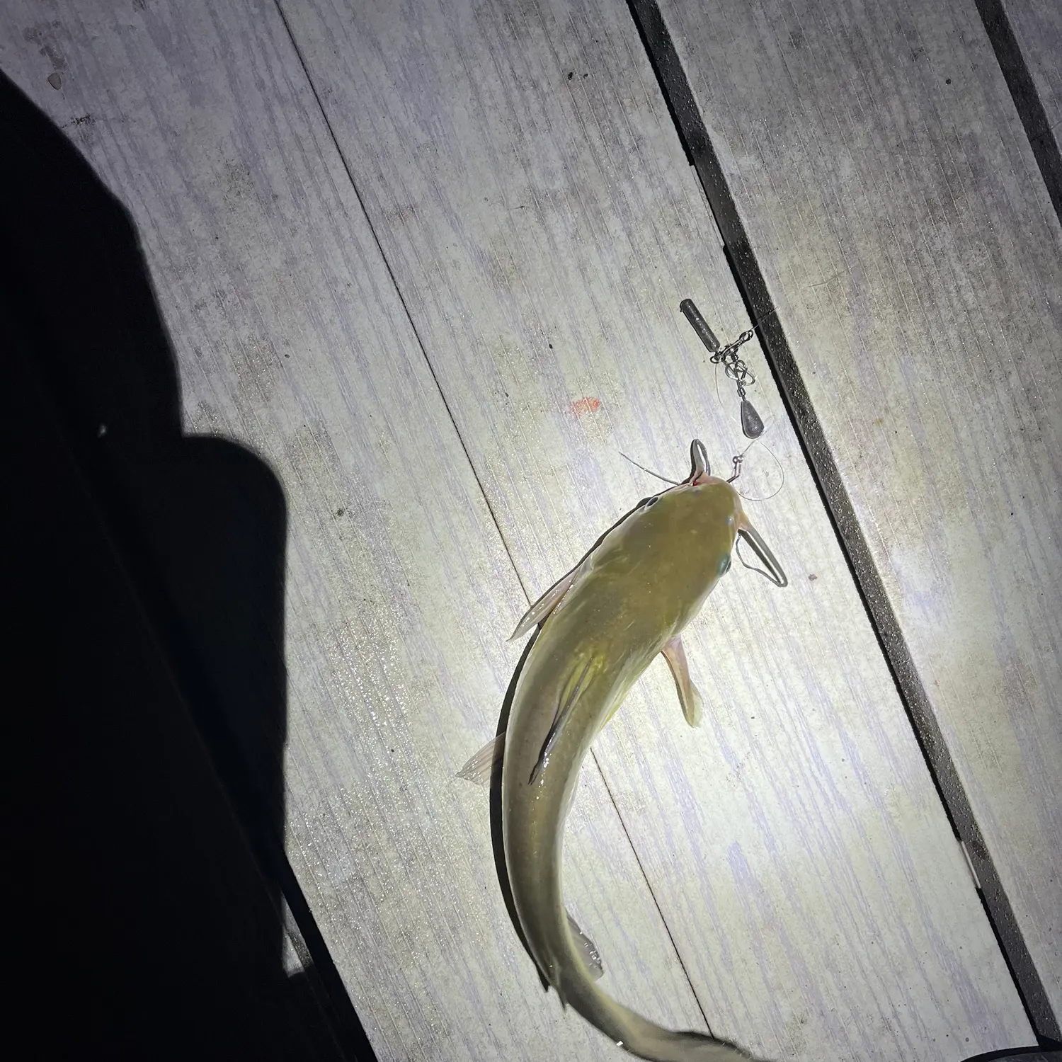 Channel catfish caught on Fishbrain