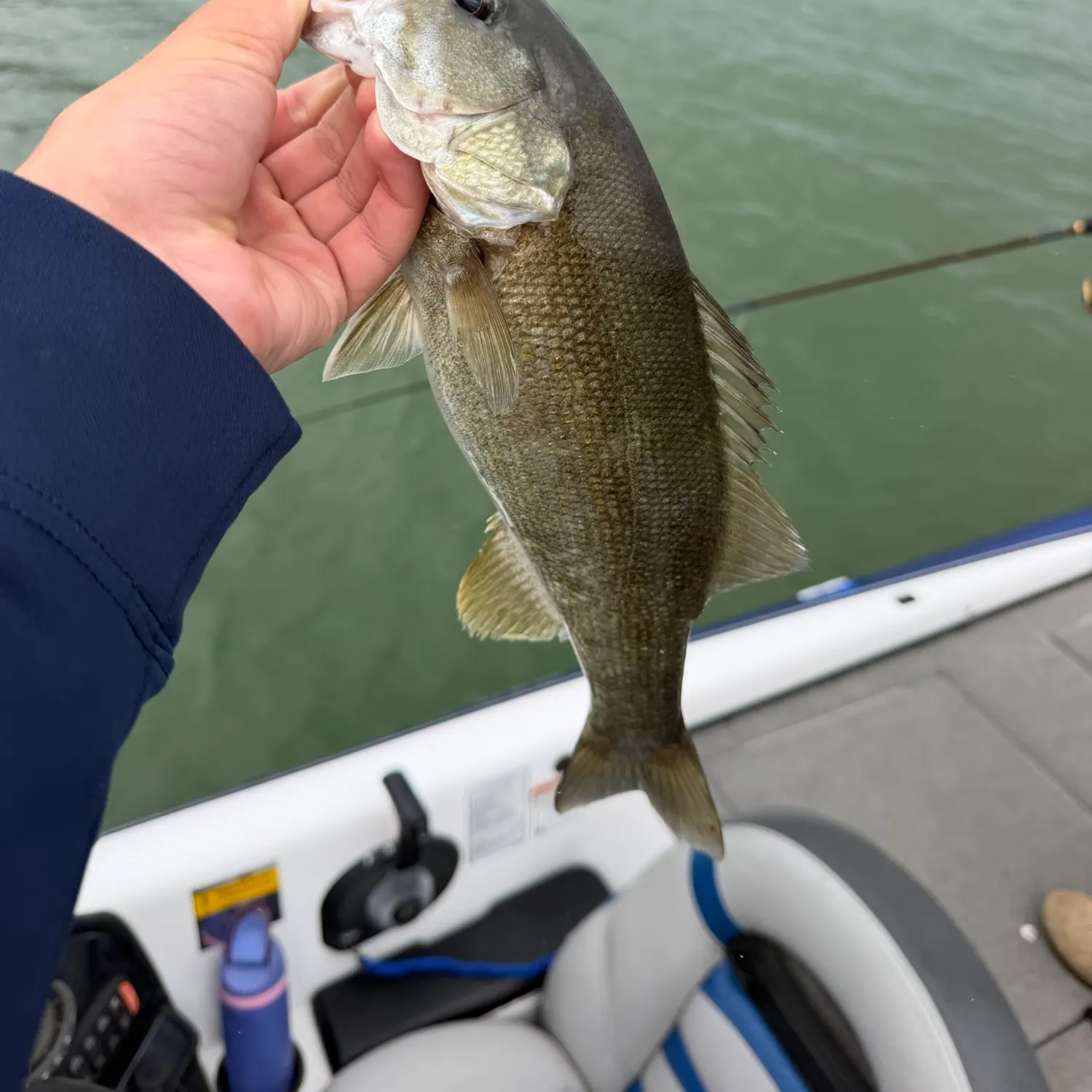 Smallmouth bass caught on Fishbrain