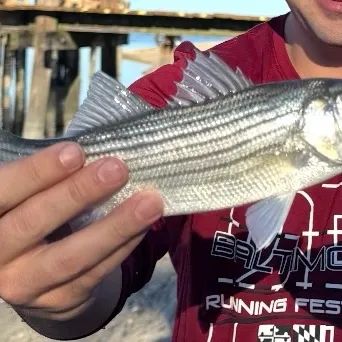 Striped bass caught on Fishbrain