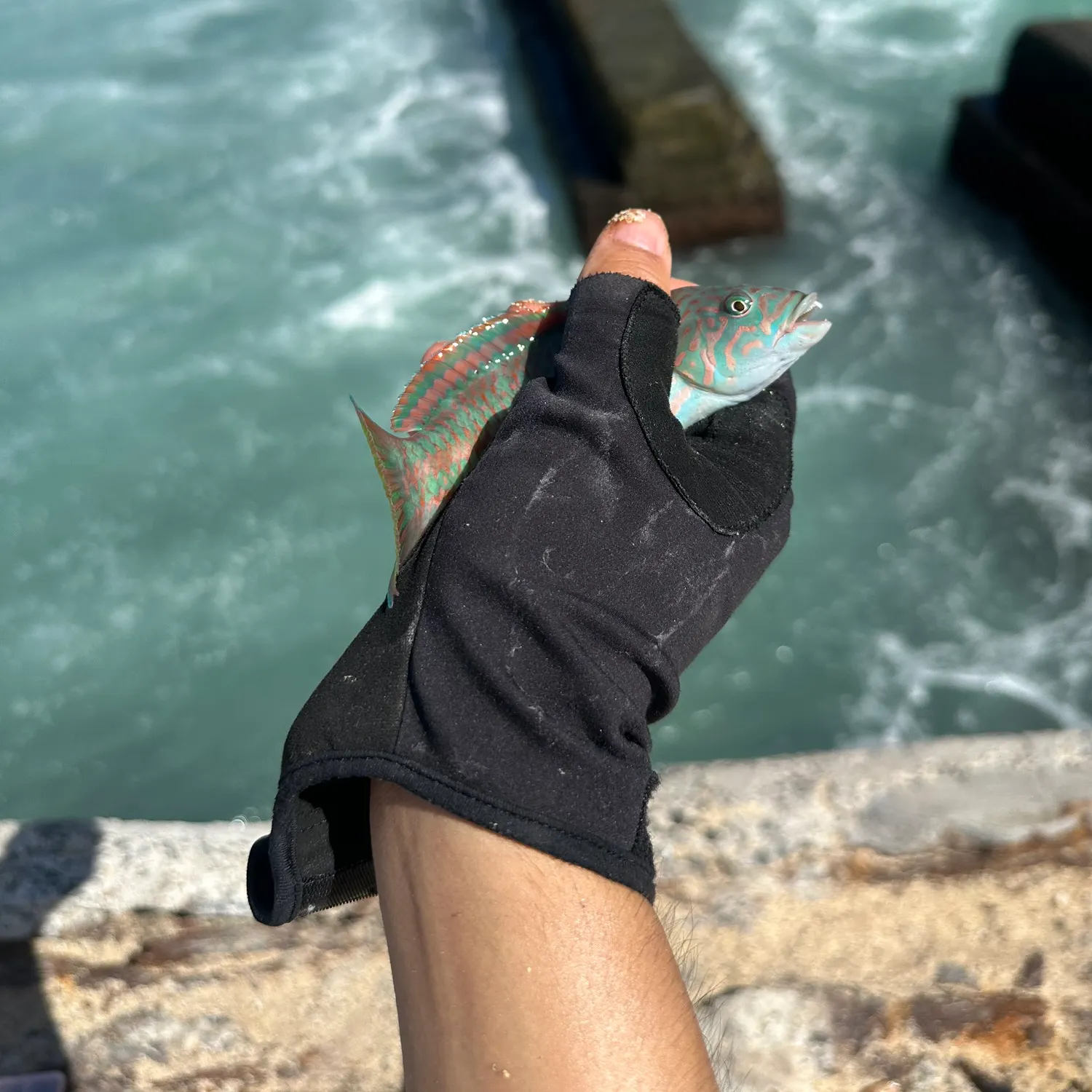 Surge wrasse caught on Fishbrain