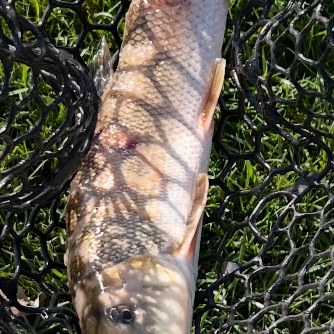 The most recent Longnose sucker catches on Fishbrain