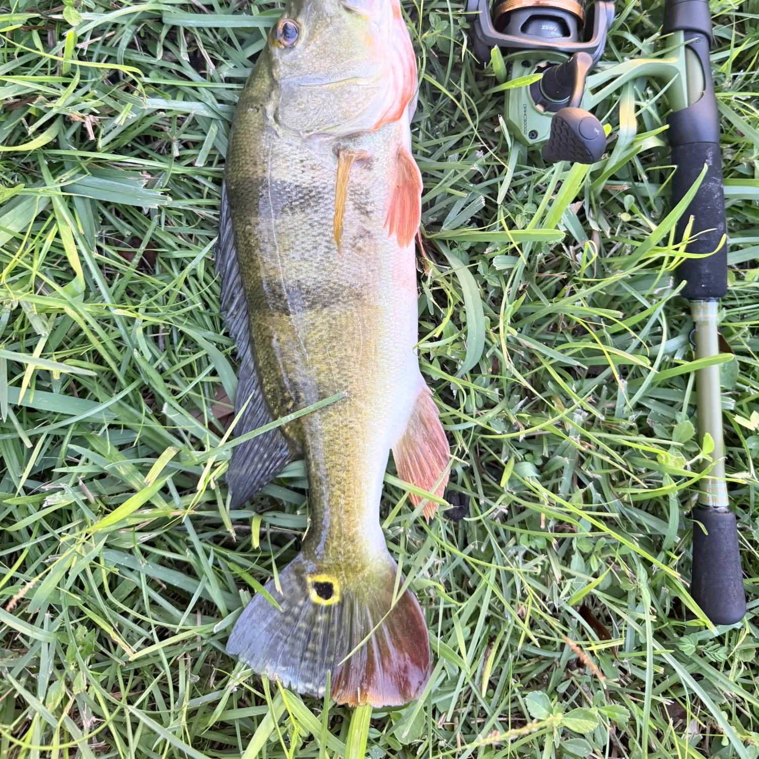 Butterfly peacock bass caught on Fishbrain