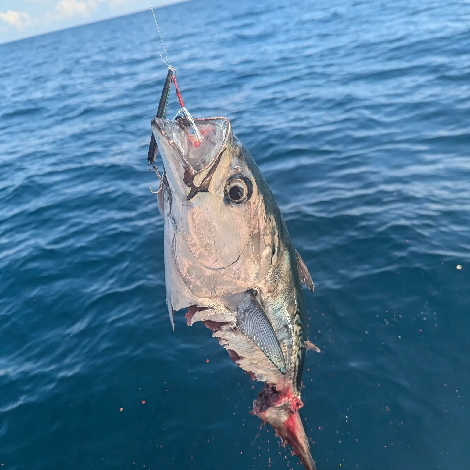 Rainbow runner caught on Fishbrain