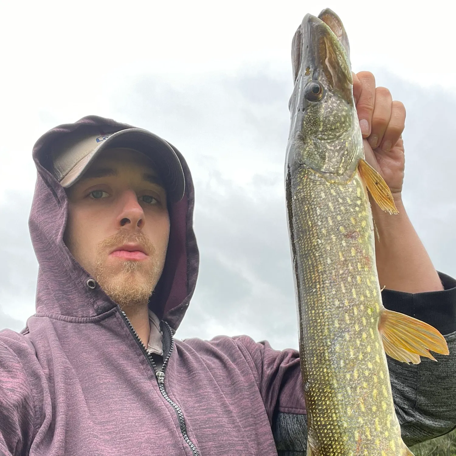 Northern pike caught on Fishbrain