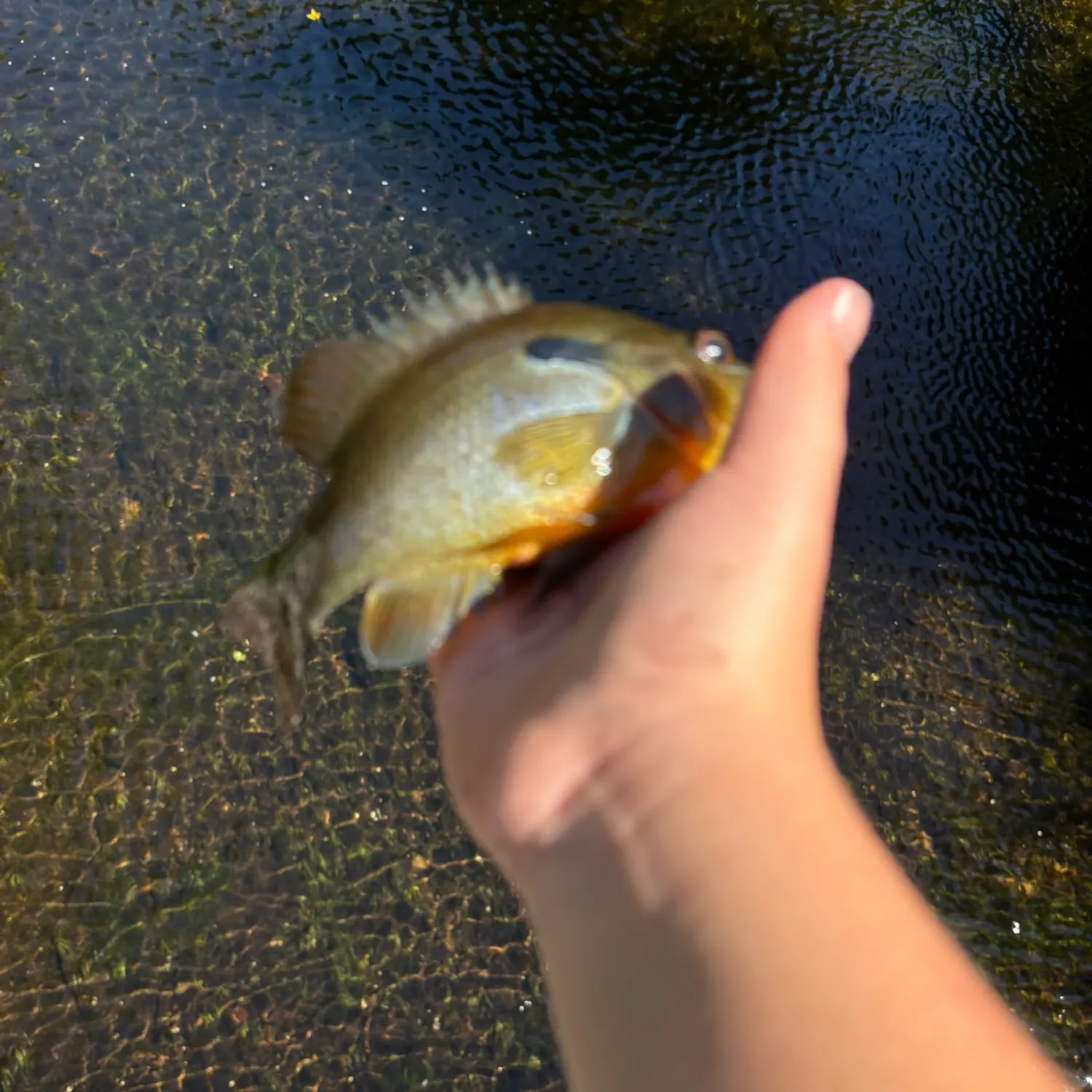 Bluegill caught on Fishbrain