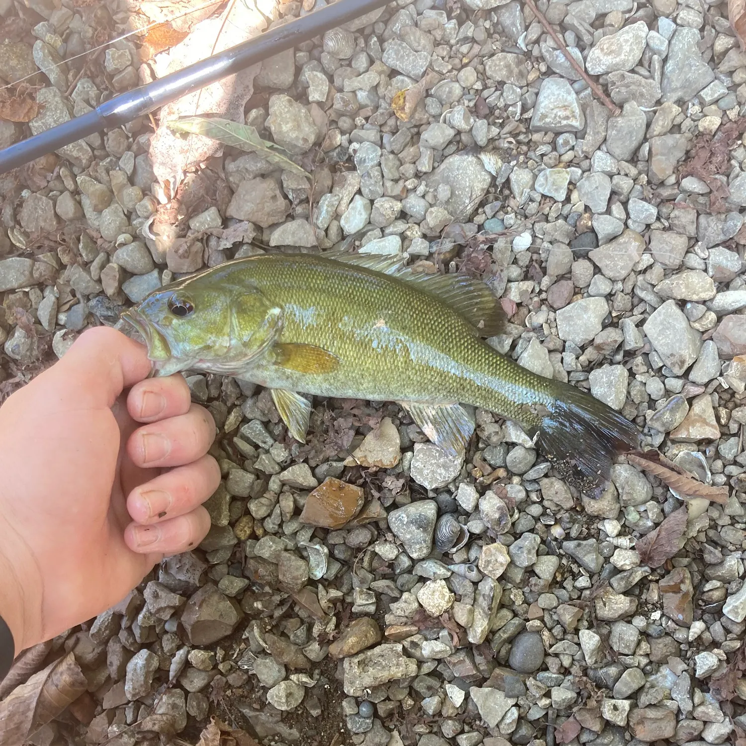 Smallmouth bass caught on Fishbrain