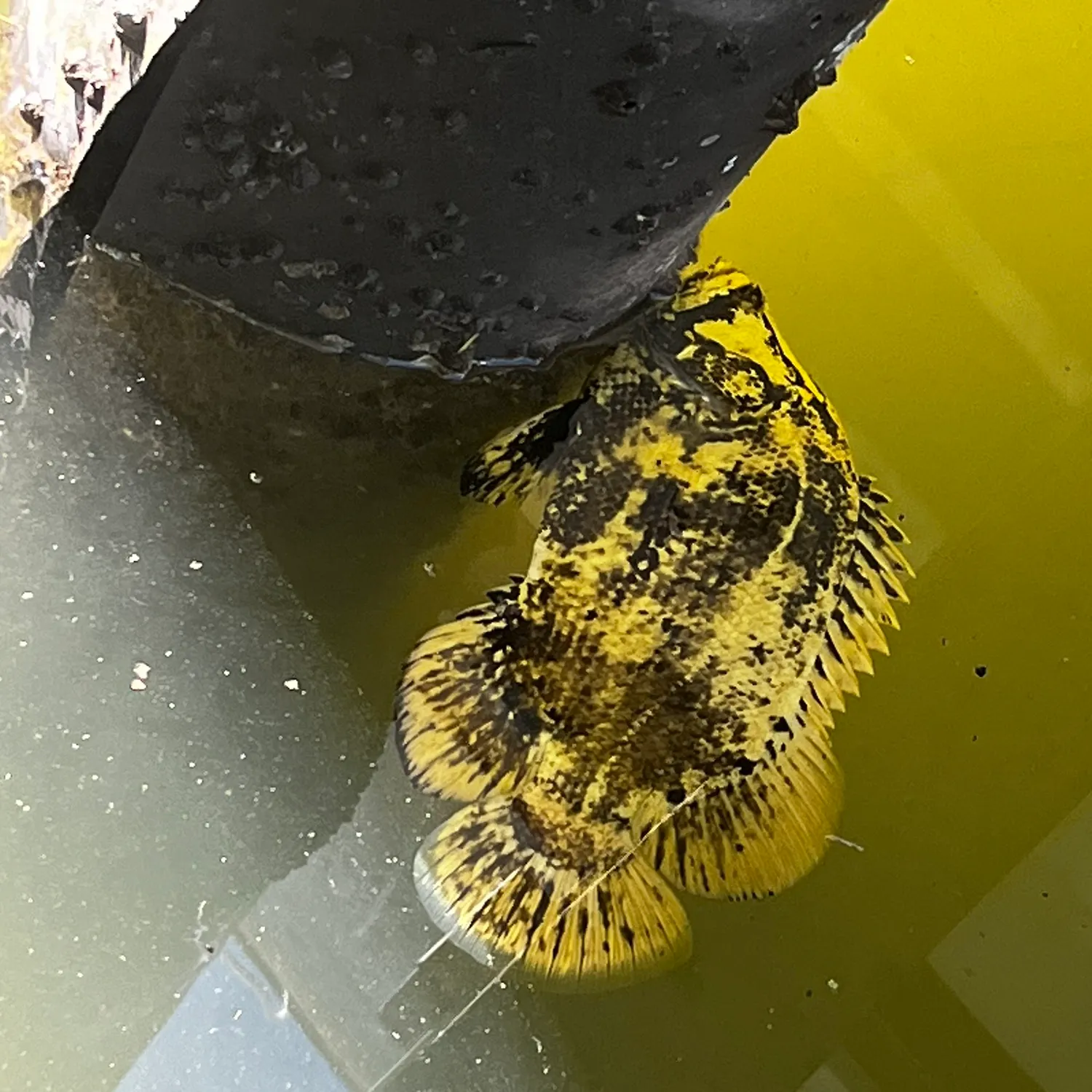 The most recent Atlantic tripletail catches on Fishbrain