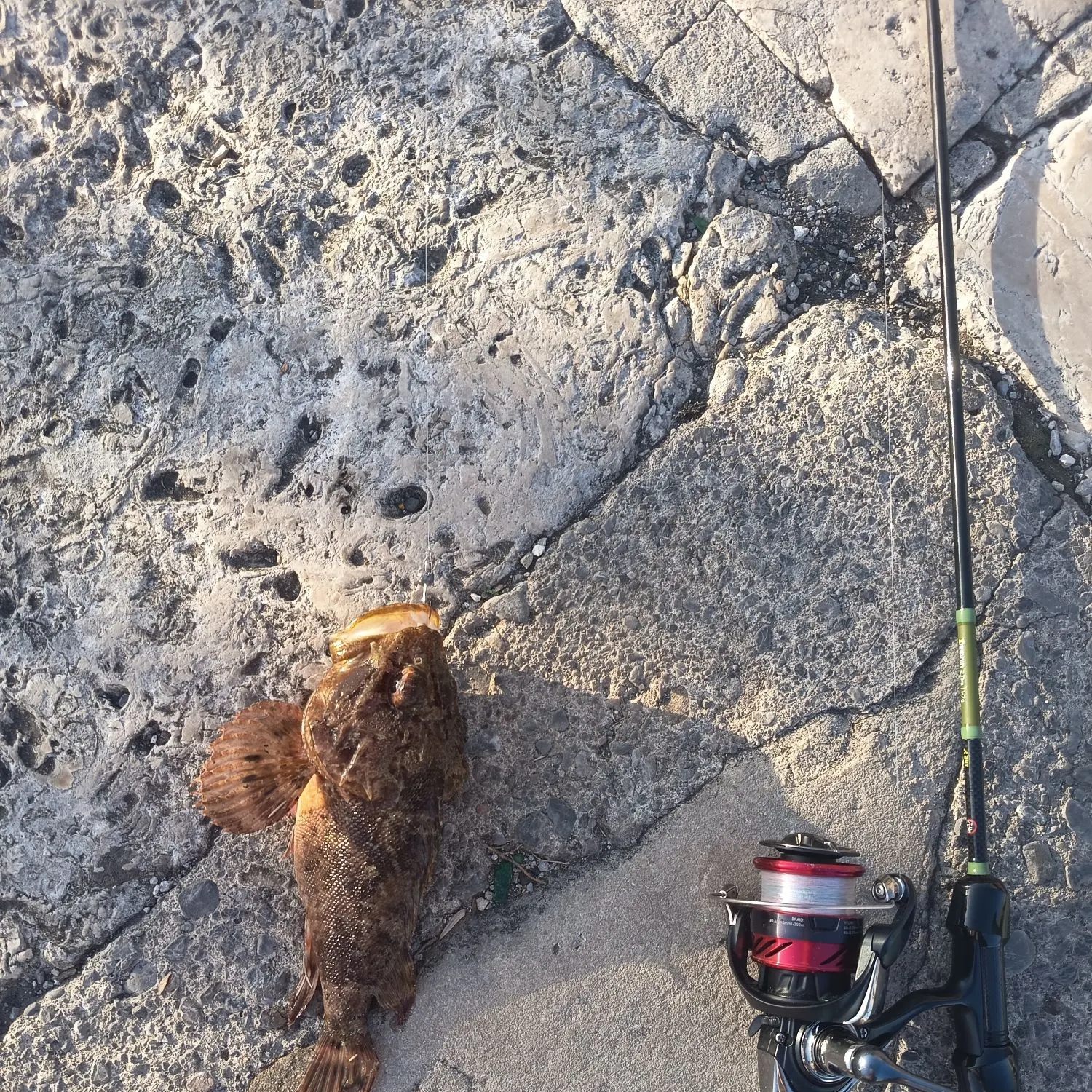 The most recent Black scorpionfish catches on Fishbrain