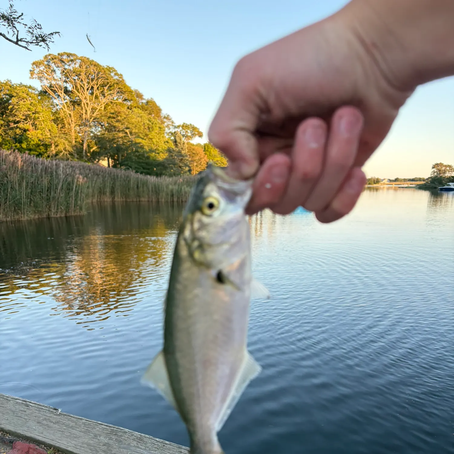 Bluefish caught on Fishbrain