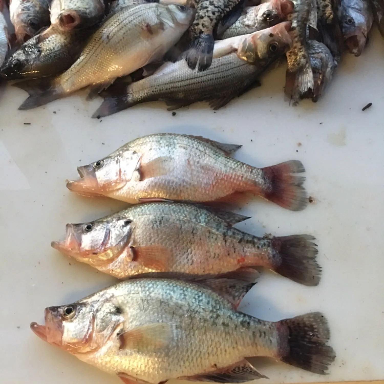 recently logged catches