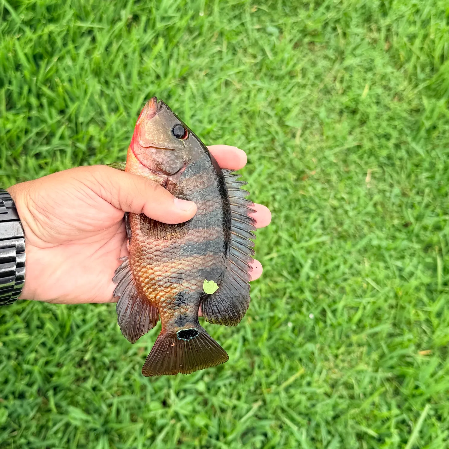 Mayan cichlid caught on Fishbrain