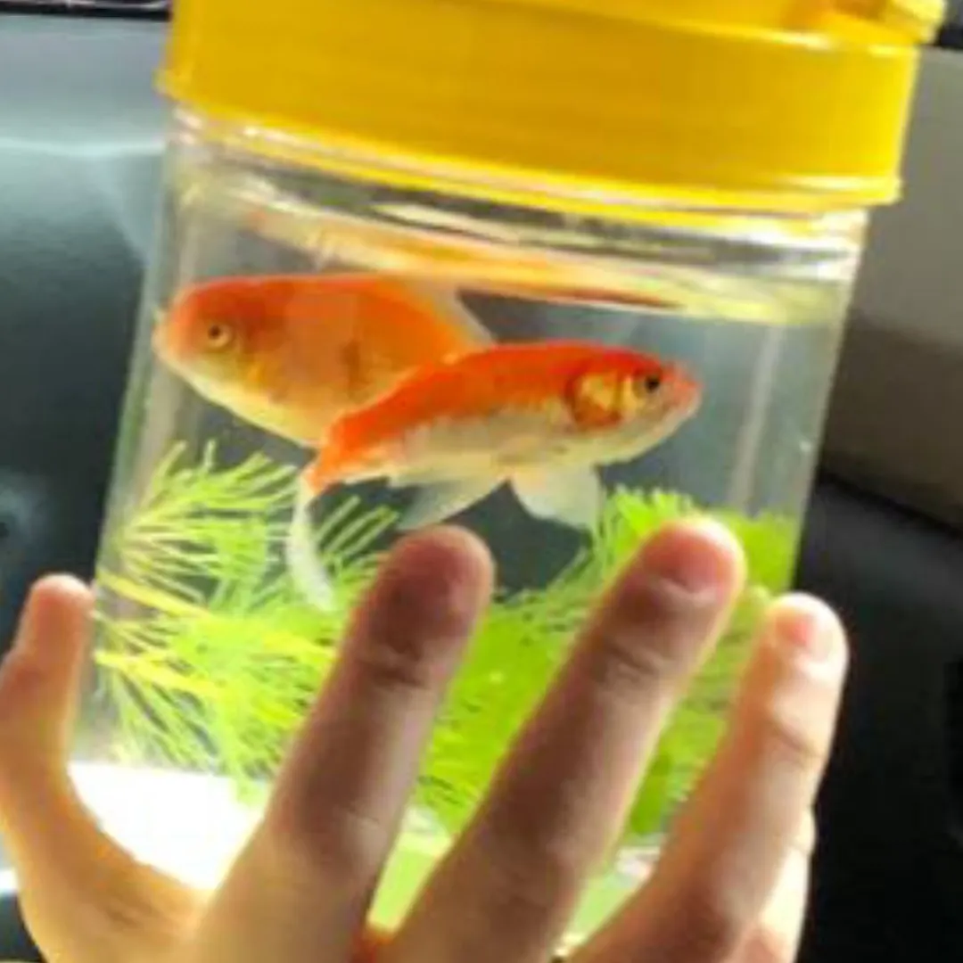 The most recent Goldfish catches on Fishbrain