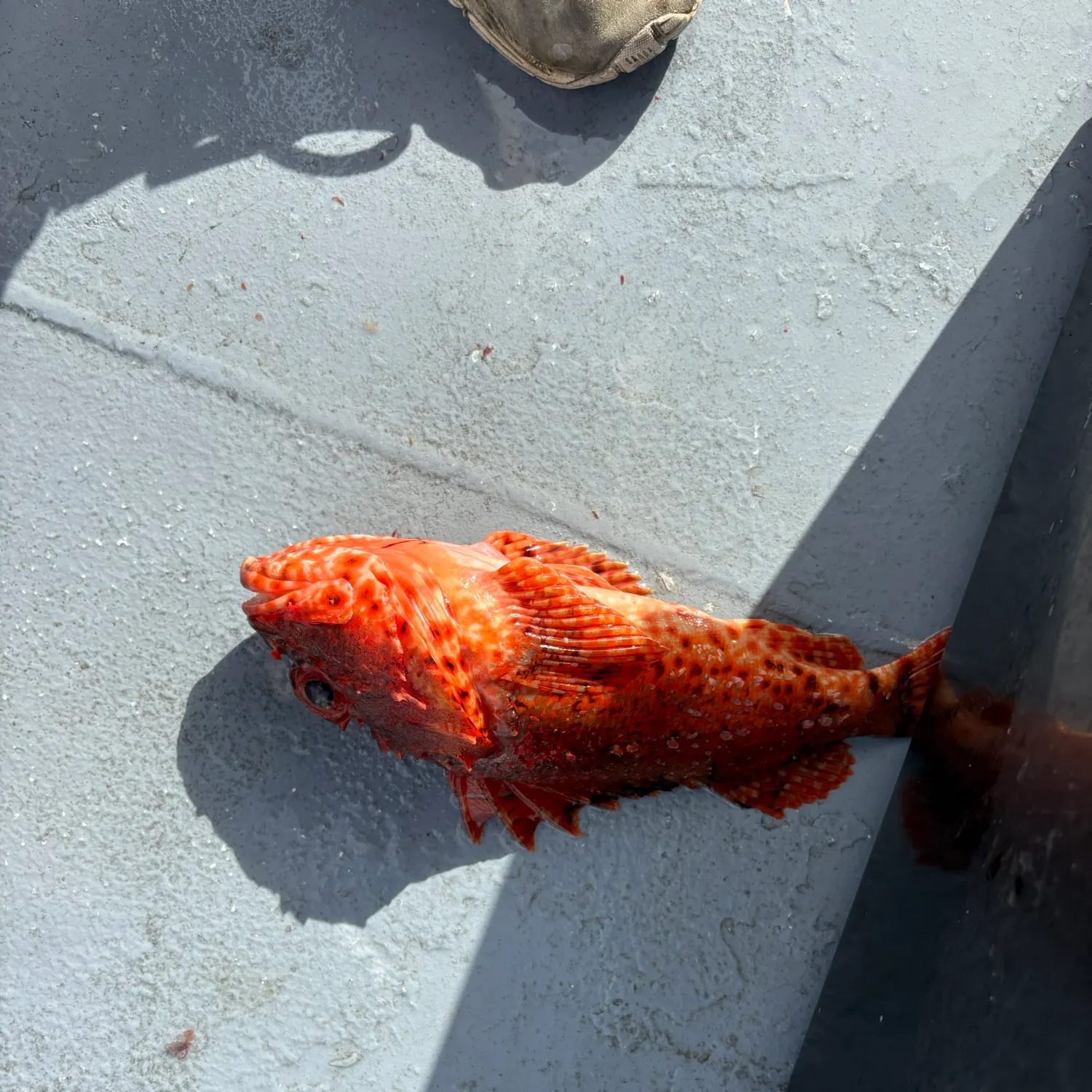The most recent Eastern red scorpionfish catches on Fishbrain