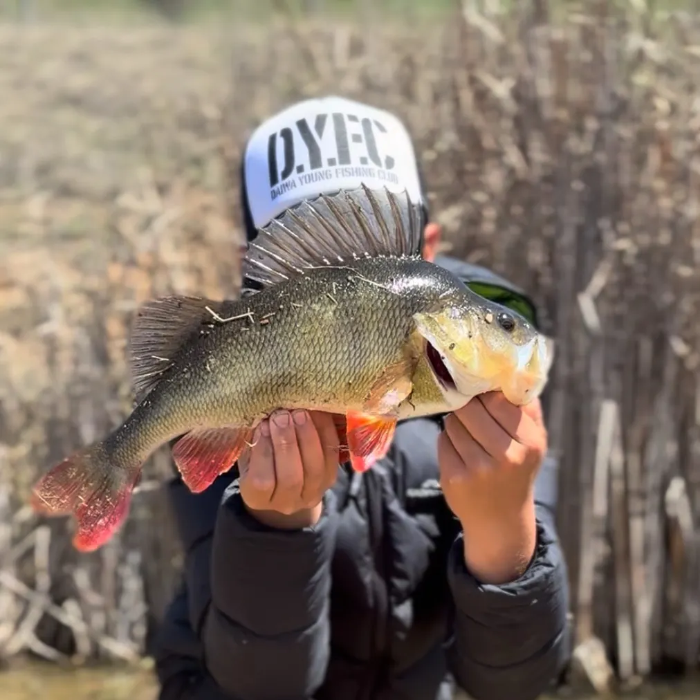 European perch caught on Fishbrain