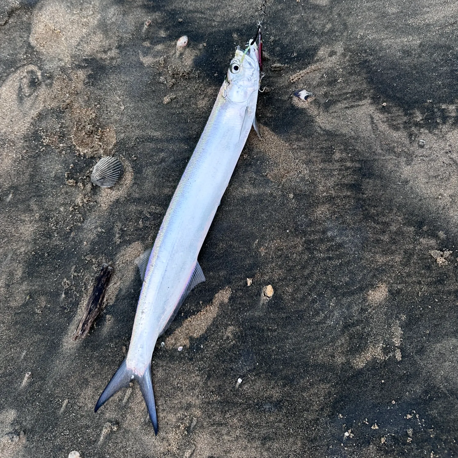 The most recent Dorab wolf-herring catches on Fishbrain