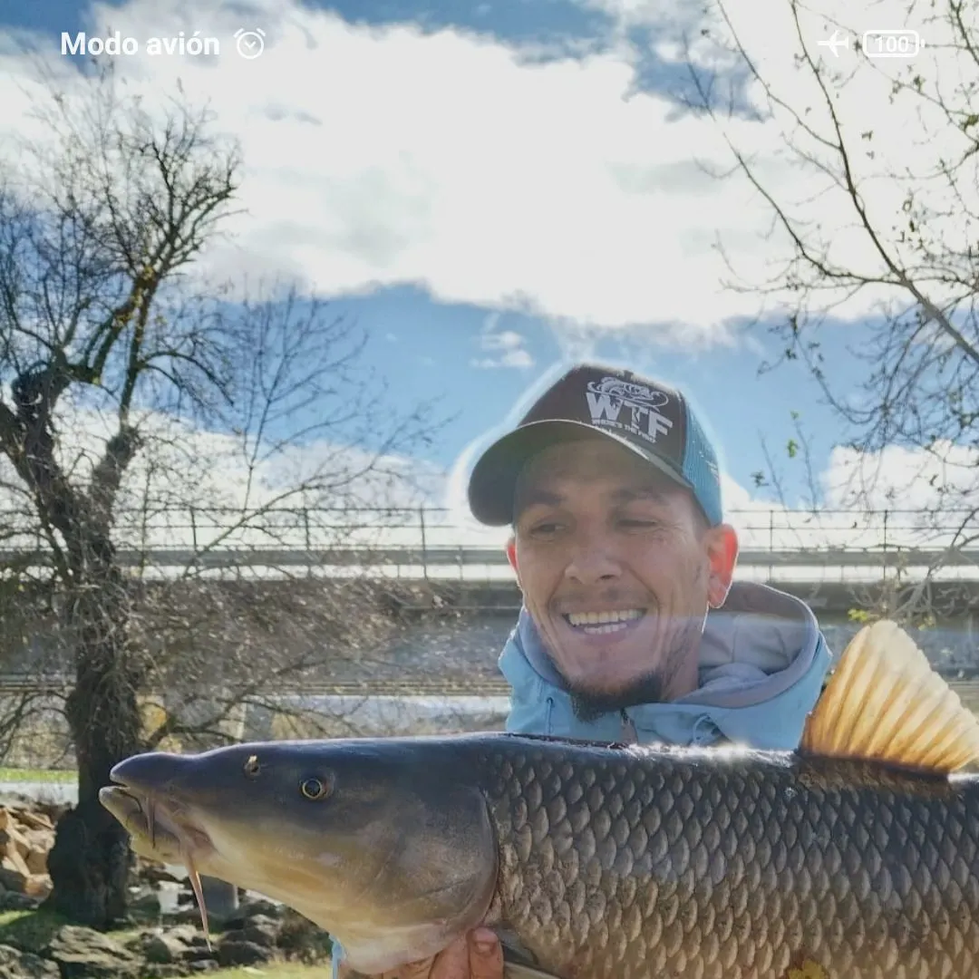 The most recent Common barbel catches on Fishbrain