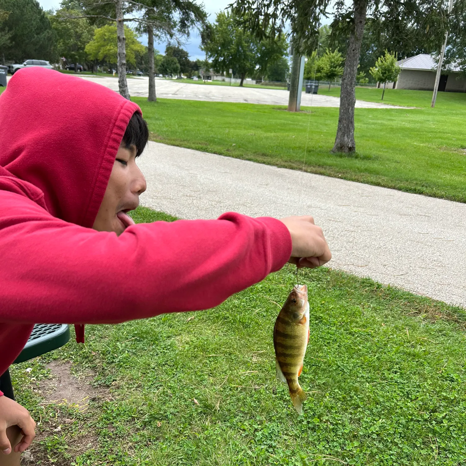 Yellow perch caught on Fishbrain