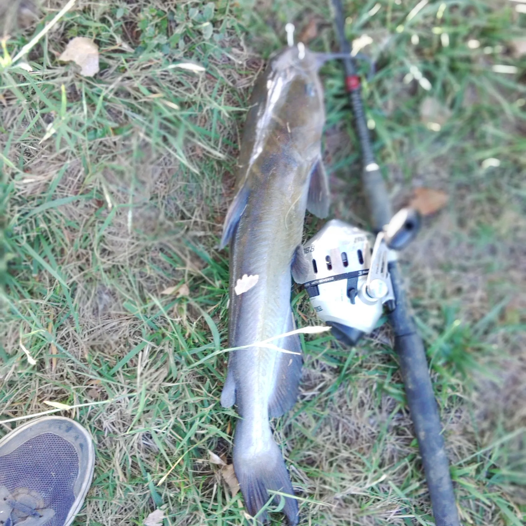 angler catch