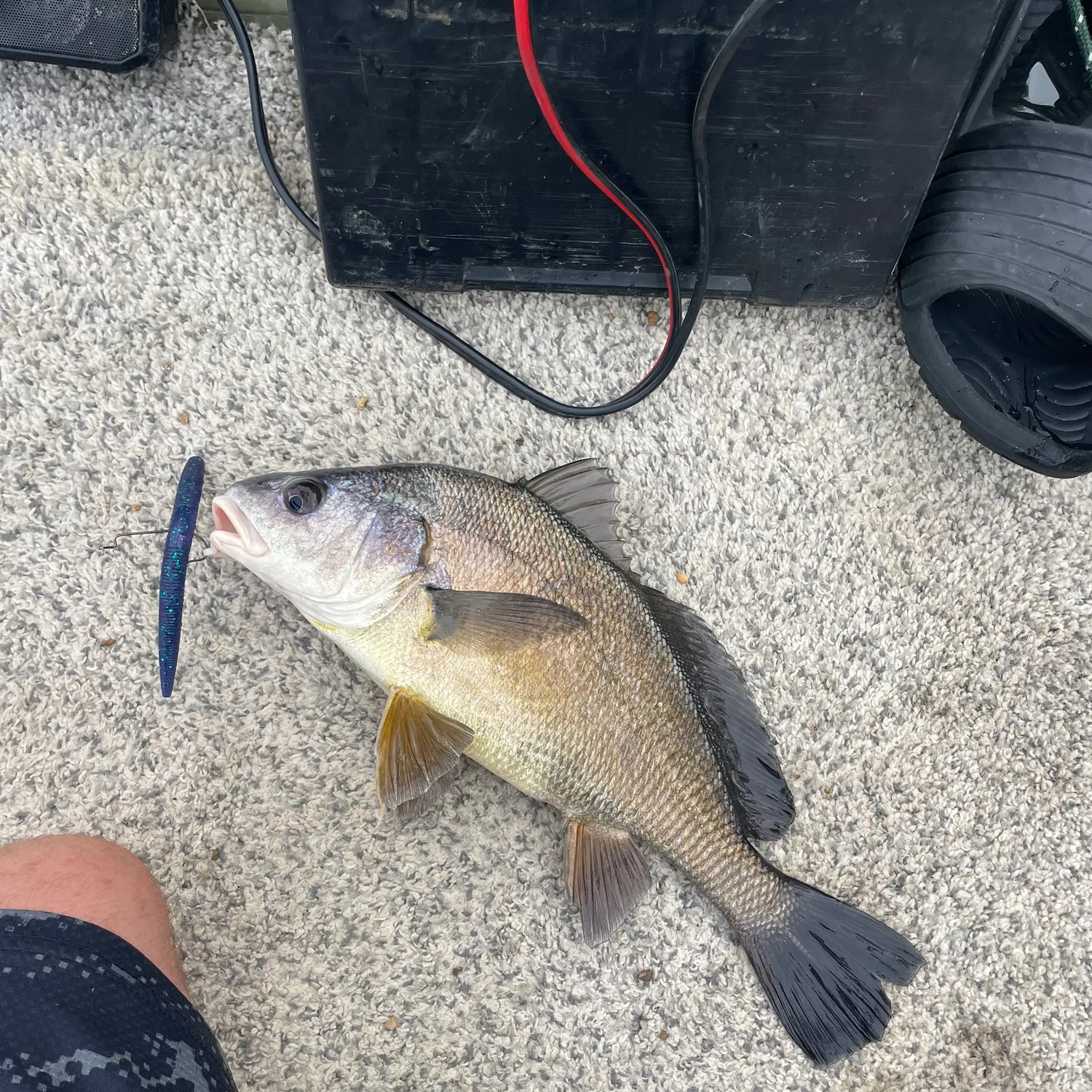 Freshwater drum caught on Fishbrain