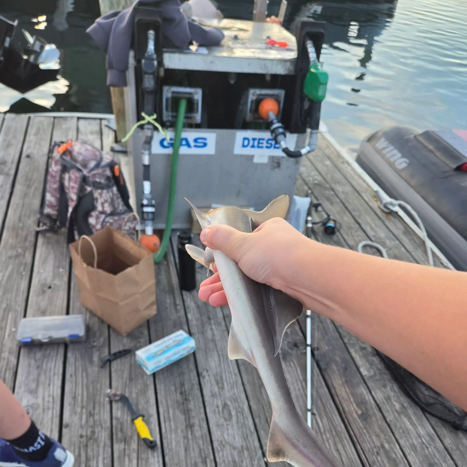 Dusky smooth-hound caught on Fishbrain