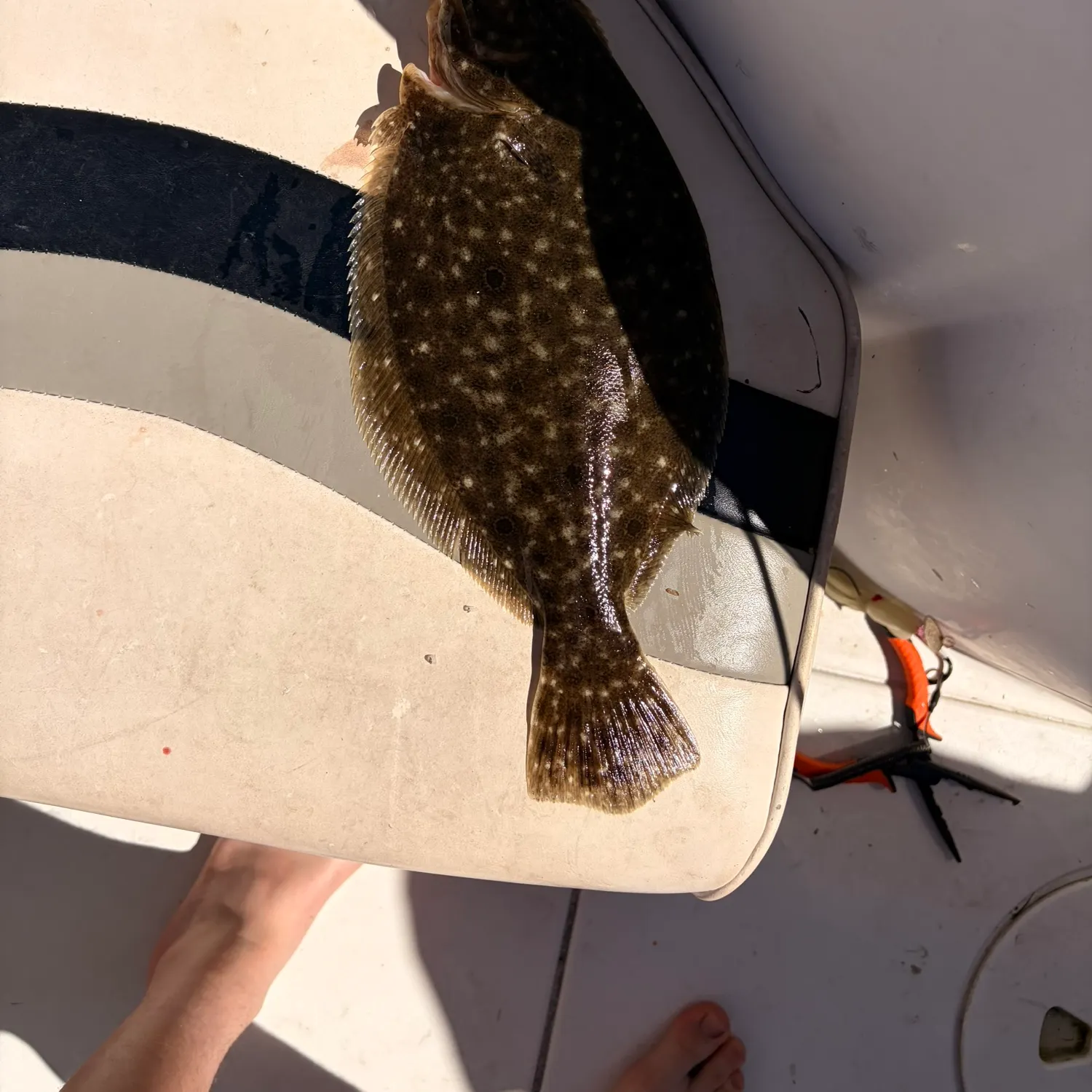 Summer flounder caught on Fishbrain