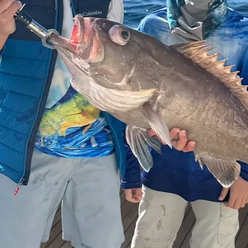 The most popular recent Snowy grouper catch on Fishbrain