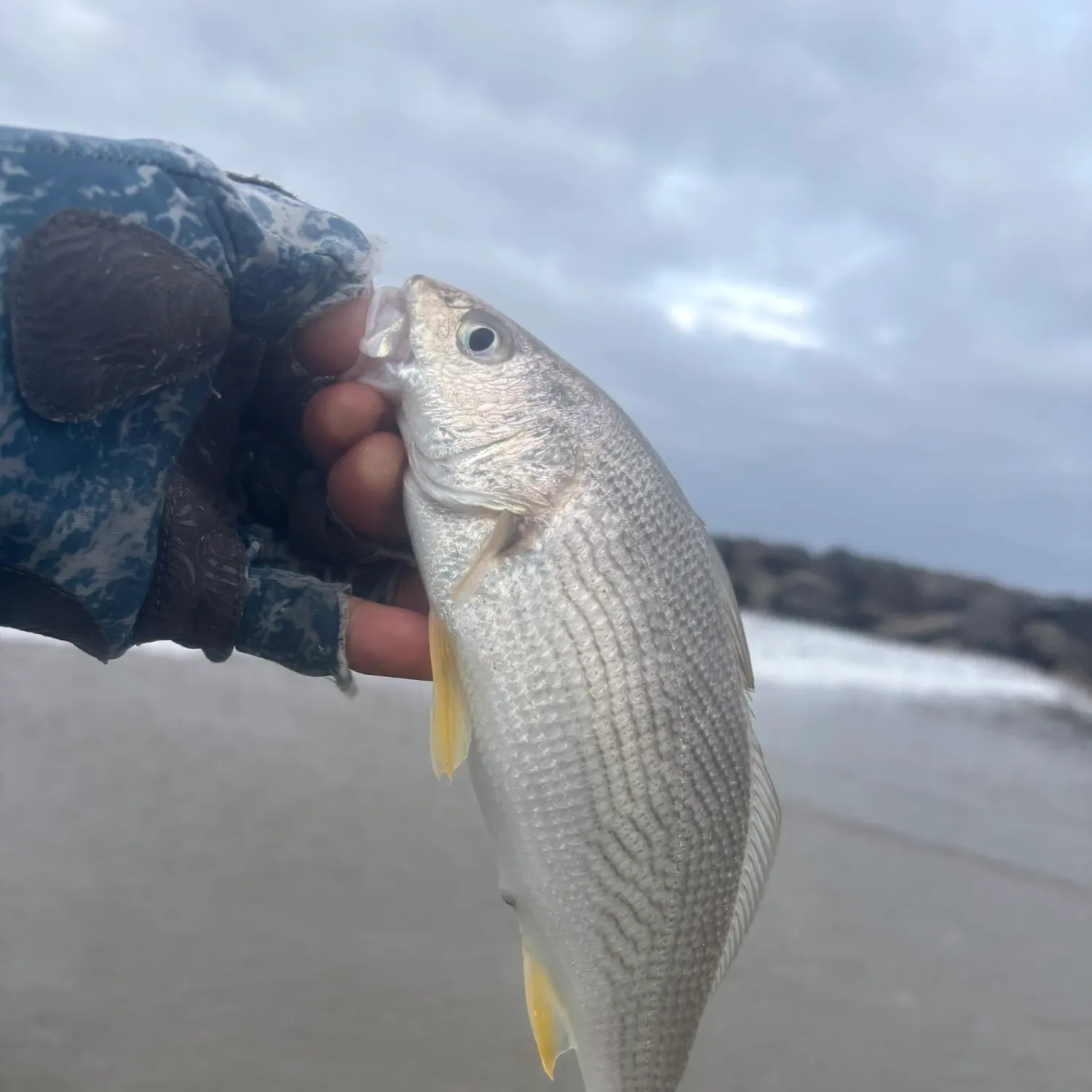 The most recent Yellowfin croaker catches on Fishbrain
