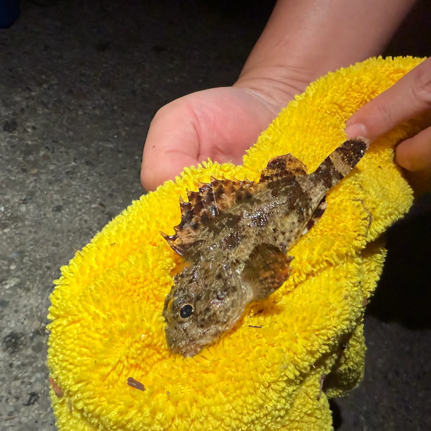 California scorpionfish caught on Fishbrain