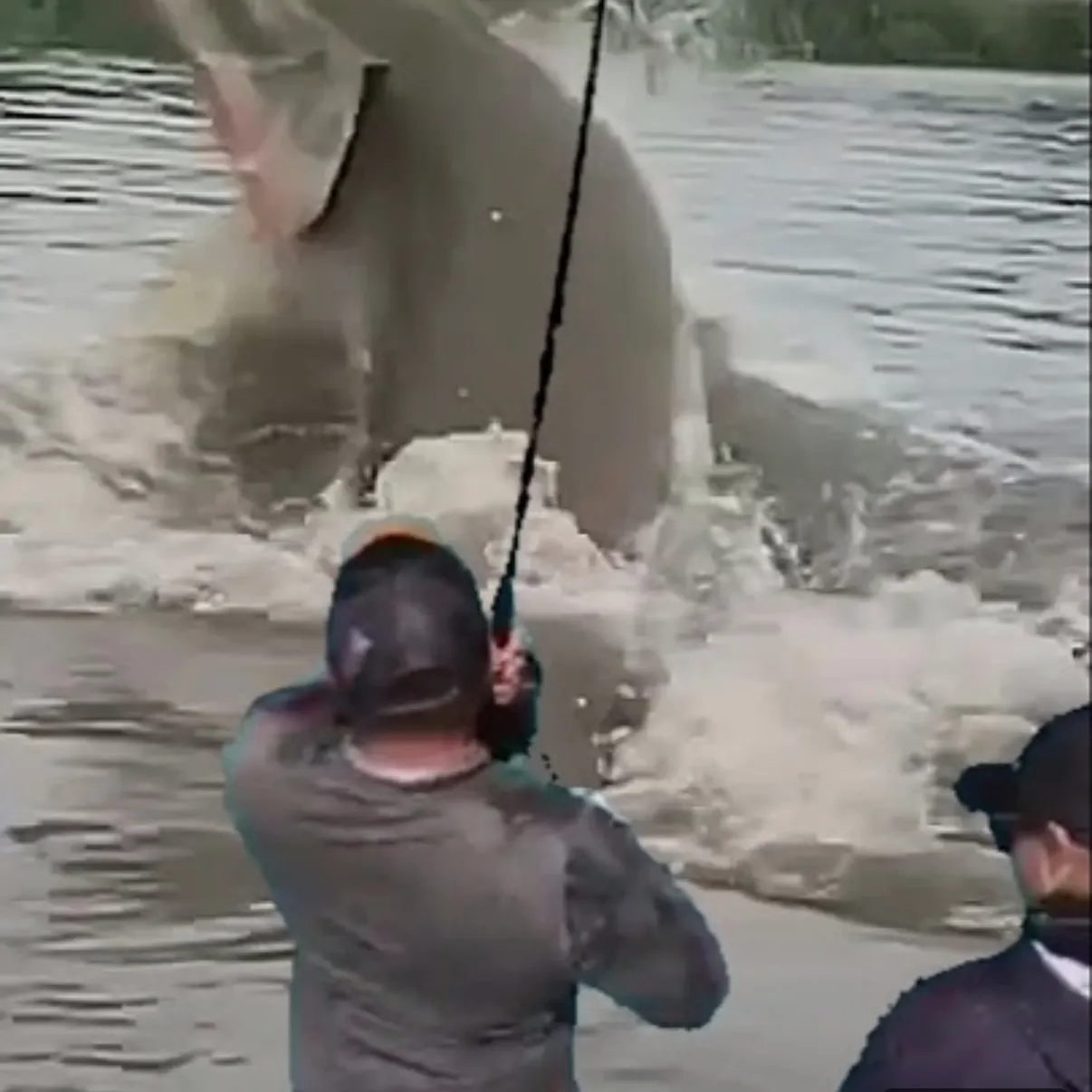 The most recent Arapaima catches on Fishbrain