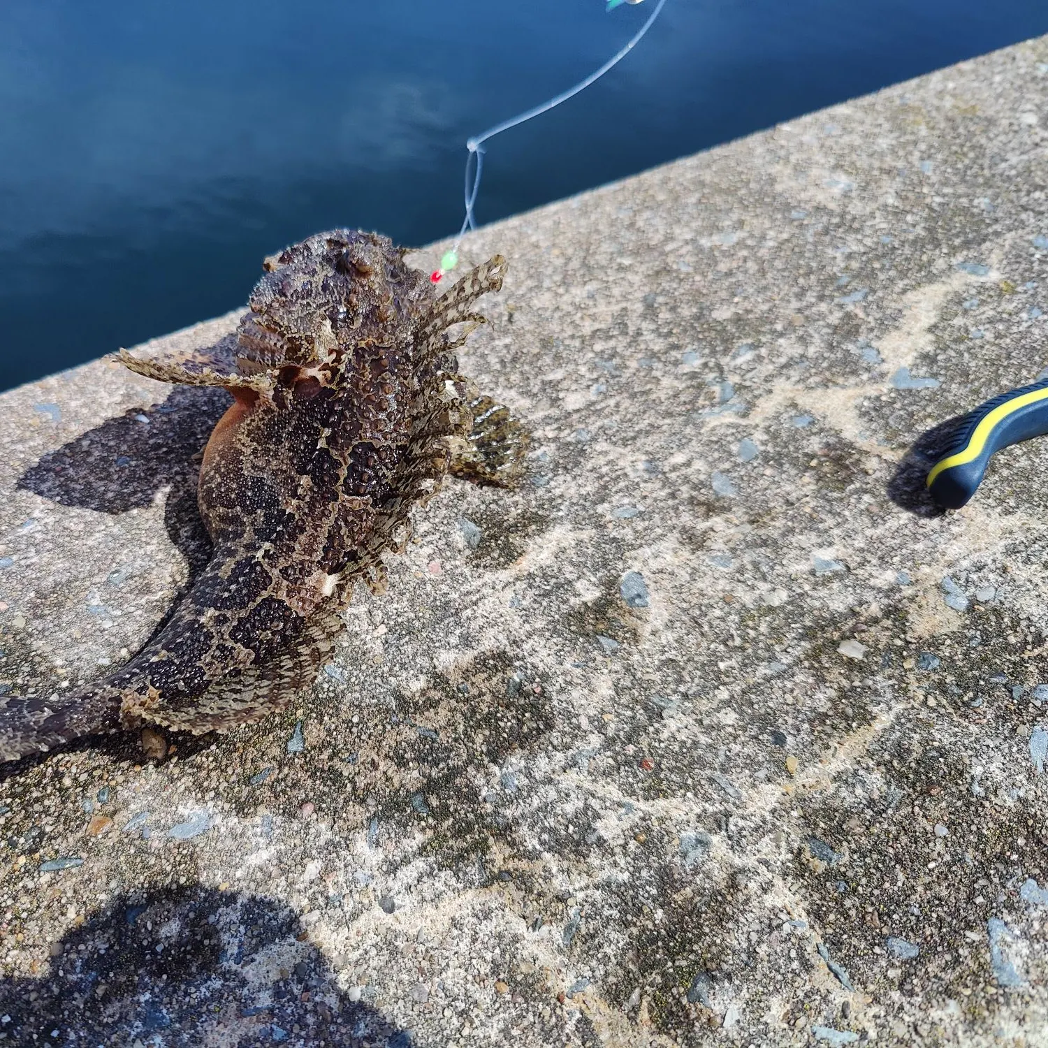 The most recent Spinyhead sculpin catches on Fishbrain