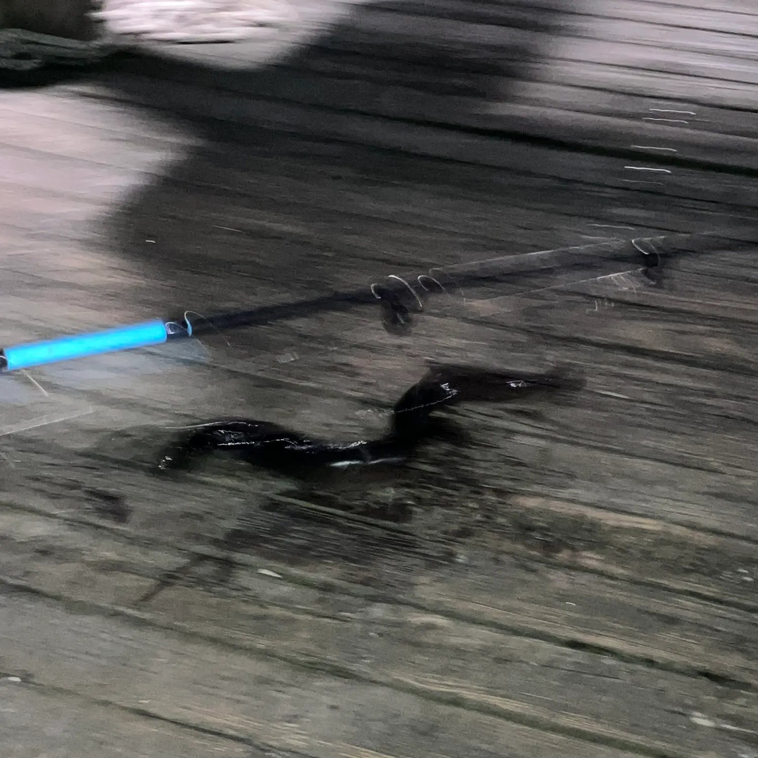 The most recent American eel catches on Fishbrain