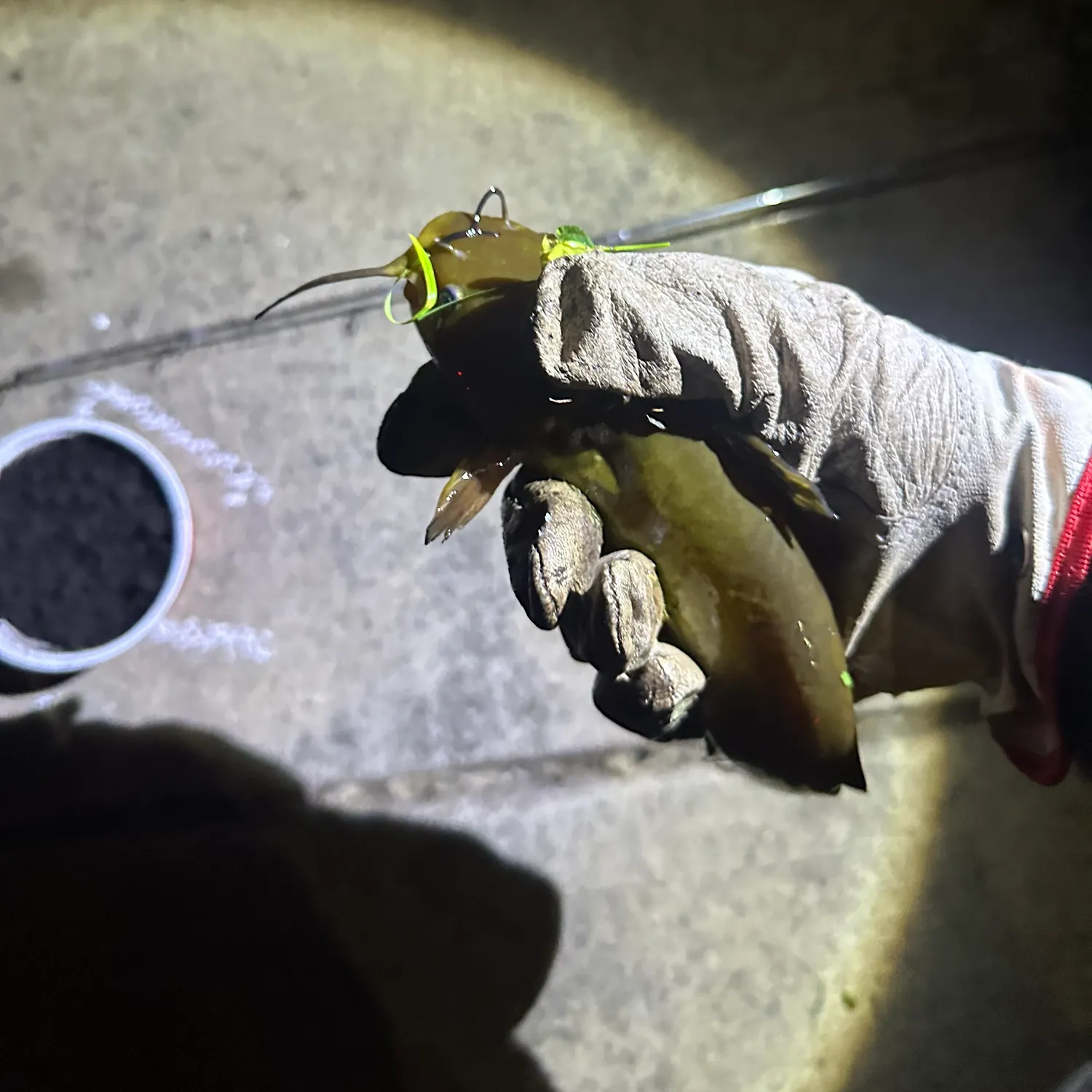 Yellow bullhead caught on Fishbrain